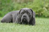 CANE CORSO 1318